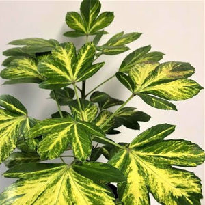 PSEUDOPANAX GECKO GOLD 3.3L