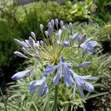 Load image into Gallery viewer, AGAPANTHUS TINKERBELL 2.0L
