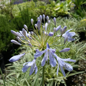 AGAPANTHUS TINKERBELL 2.0L