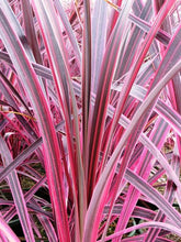 Load image into Gallery viewer, CORDYLINE ELECTRIC PINK 6.0L
