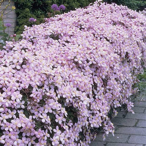 CLEMATIS MONTANA RUBENS 3.3L