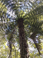 Load image into Gallery viewer, CYATHEA DEALBATA SILVER FERN 3.3L
