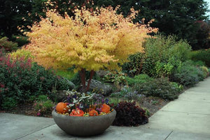 ACER PALMATUM SANGO-KAKU SENKAKI 10.0L