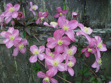 Load image into Gallery viewer, CLEMATIS MONTANA TETRAROSE 3.3L
