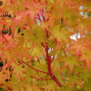 ACER PALMATUM SANGO-KAKU SENKAKI 10.0L