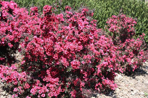 LEPTOSPERMUM WIRI KERRY 1.5L