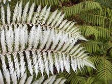 Load image into Gallery viewer, CYATHEA DEALBATA SILVER FERN 3.3L
