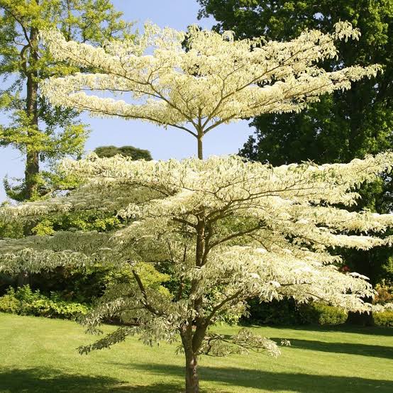 CORNUS CONTRAVERSA VARIEGATA PB28