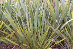 PHORMIUM TENAX HAREKEKE 1.3L