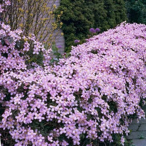 CLEMATIS MONTANA RUBENS 3.3L