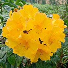 Load image into Gallery viewer, VIREYA RHODODENDRON SCENTED SUN 3.3L
