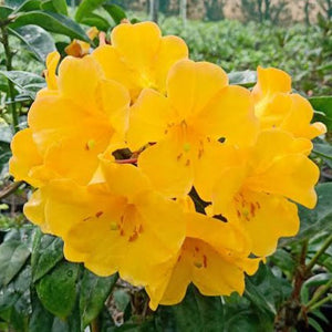 VIREYA RHODODENDRON SCENTED SUN 3.3L