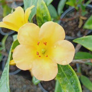 VIREYA RHODODENDRON SCENTED SUN 3.3L