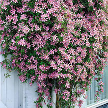 Load image into Gallery viewer, CLEMATIS MONTANA RUBENS 3.3L
