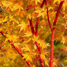 Load image into Gallery viewer, ACER PALMATUM SANGO-KAKU SENKAKI 10.0L
