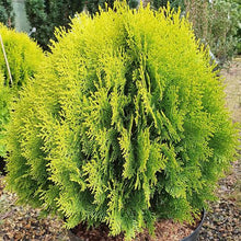 Load image into Gallery viewer, THUJA ORIENTALIS AUREA NANA 2.5L
