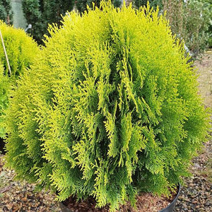 THUJA ORIENTALIS AUREA NANA 2.5L