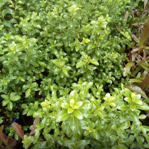 PITTOSPORUM TENUIFOLIUM MOUNTAIN GREEN 6.0L