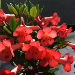 VIREYA RHODODENDRON SAXON GLOW 3.3L