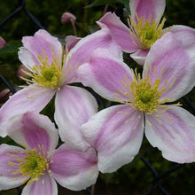 Load image into Gallery viewer, CLEMATIS MONTANA PINK GIANT 3.3L
