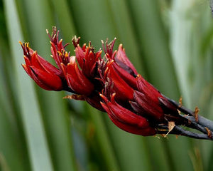 PHORMIUM TENAX HAREKEKE 1.3L