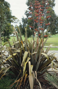 PHORMIUM TENAX HAREKEKE 1.3L