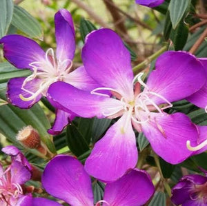 TIBOUCHINA CAROL LYN 30.0L