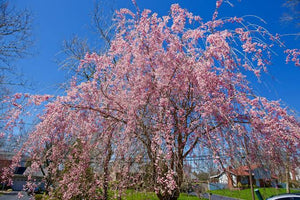 PRUNUS SUBHIRTELLA PENDULA ROSEA 1.5M PB28