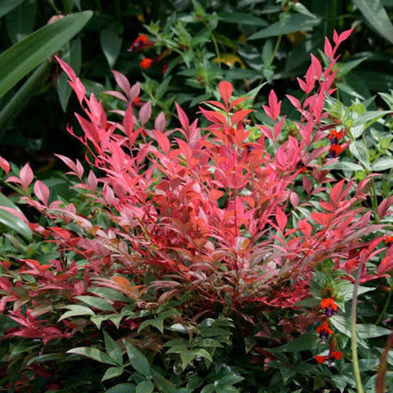 NANDINA OBSESSION 6.0L