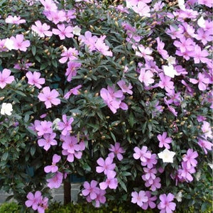 TIBOUCHINA CAROL LYN 30.0L