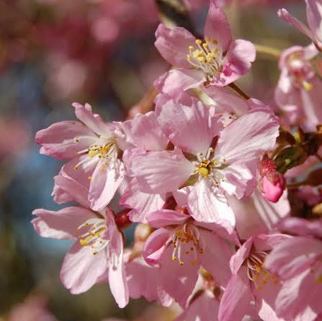 PRUNUS SUBHIRTELLA PENDULA ROSEA 1.5M PB28