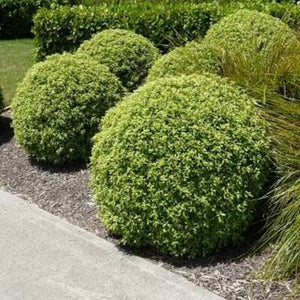 PITTOSPORUM SHRUB FRANKIES FOLLY 3.3L