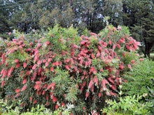 Load image into Gallery viewer, CALLISTEMON KINGS PARK SPECIAL PB6
