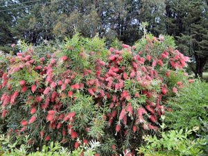 CALLISTEMON KINGS PARK SPECIAL PB6