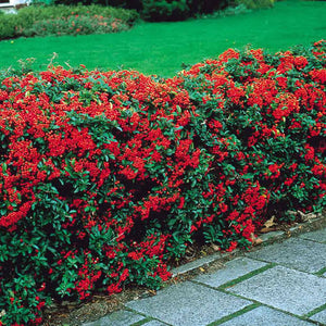 PYRACANTHA BRILLIANT 15.0L