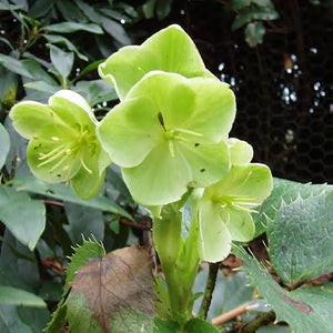 HELLEBORUS MARBLED ILLUMI LIME 17CM