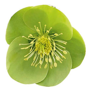 HELLEBORUS MARBLED ILLUMI LIME 17CM