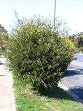 Load image into Gallery viewer, CALLISTEMON KINGS PARK SPECIAL 6.0L
