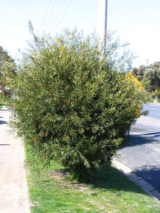 CALLISTEMON KINGS PARK SPECIAL 6.0L