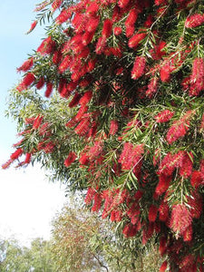 CALLISTEMON KINGS PARK SPECIAL PB6