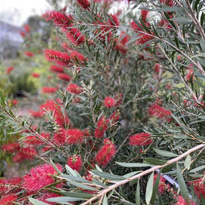 CALLISTEMON KINGS PARK SPECIAL 6.0L