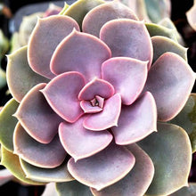 Load image into Gallery viewer, ECHEVERIA PERLE VON NUREMBERG 2.0L
