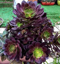 Load image into Gallery viewer, AEONIUM VELOUR 14CM
