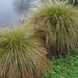 CAREX SECTA 10CM