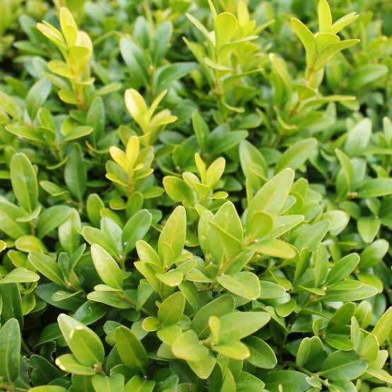 BUXUS SEMPERVIRENS 4.0L