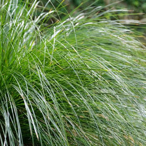 CAREX SECTA 10CM