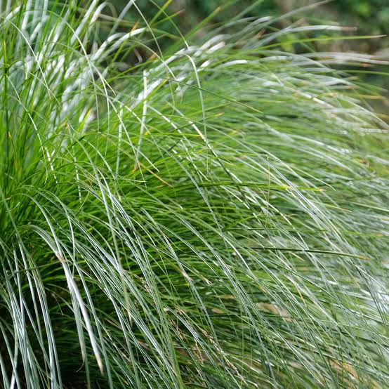 CAREX SECTA 10CM