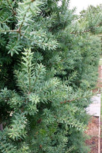 Load image into Gallery viewer, PODOCARPUS TOTARA MATAPOURI BLUE 8.5L
