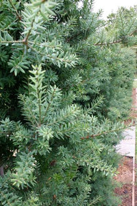 PODOCARPUS TOTARA MATAPOURI BLUE 8.5L