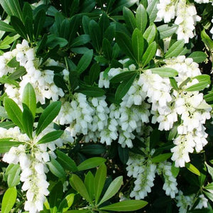 PIERIS TEMPLE BELLS 2.6L